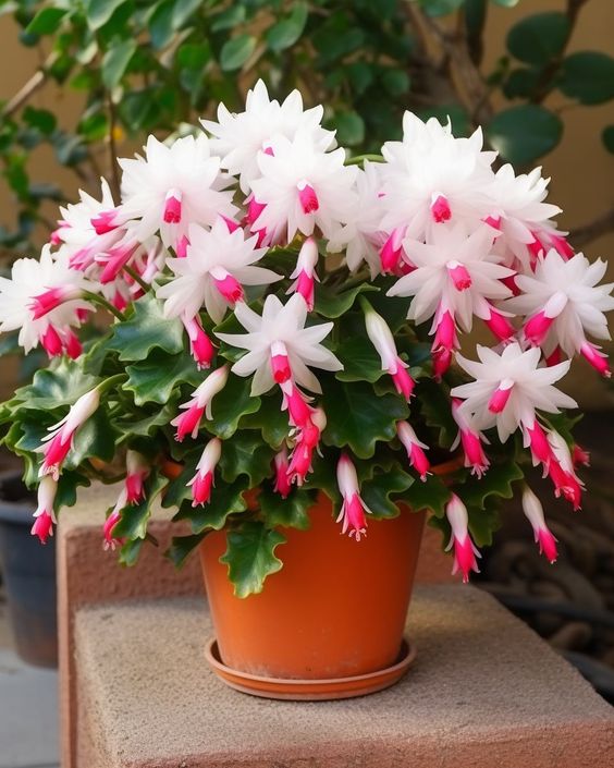 hacer que tu cactus de navidad se llene de flores 6