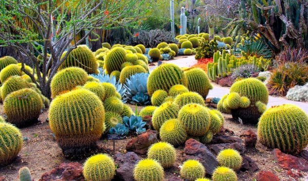 jardines-cactus-1
