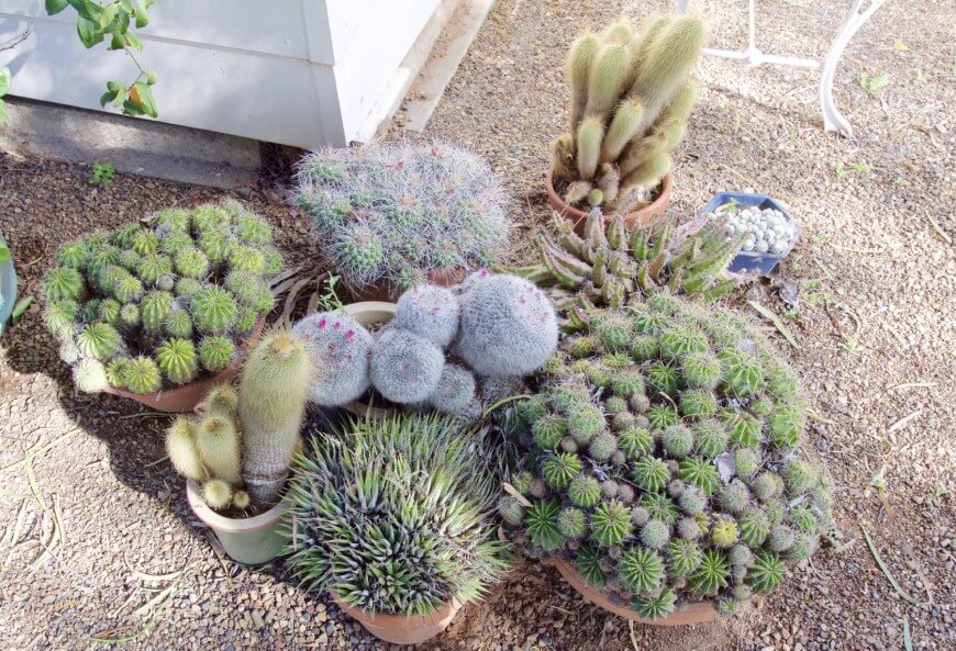 jardines-cactus-17