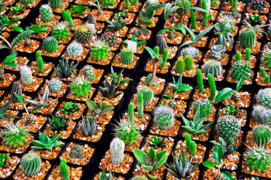 jardines-cactus-20
