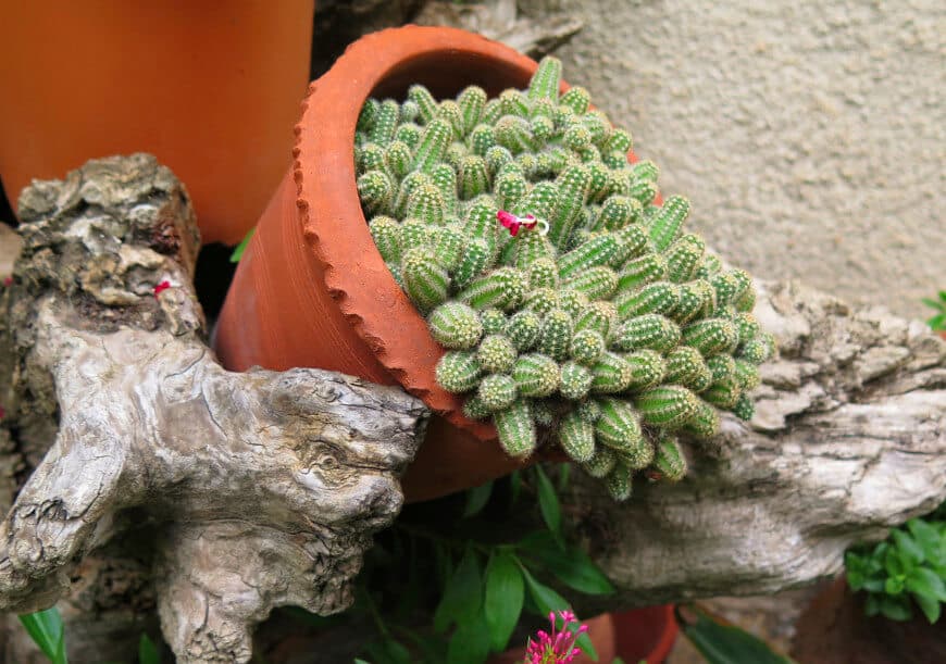 jardines-cactus-21