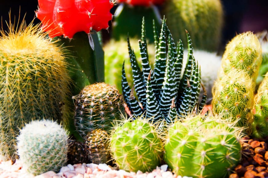 jardines-cactus-22