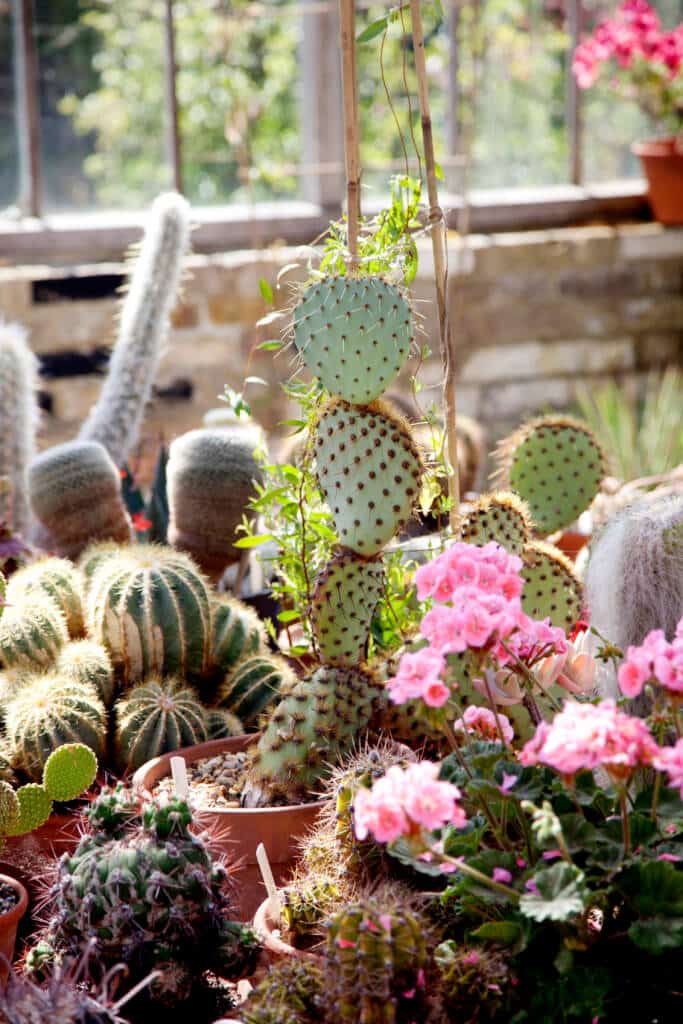 jardines-cactus-23