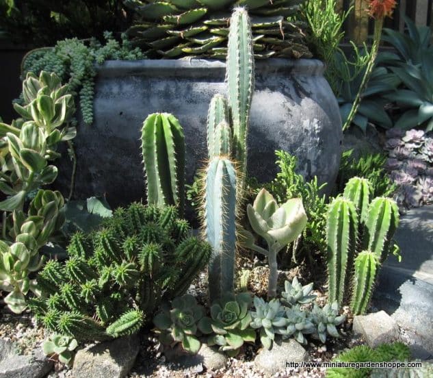 jardines-cactus-7