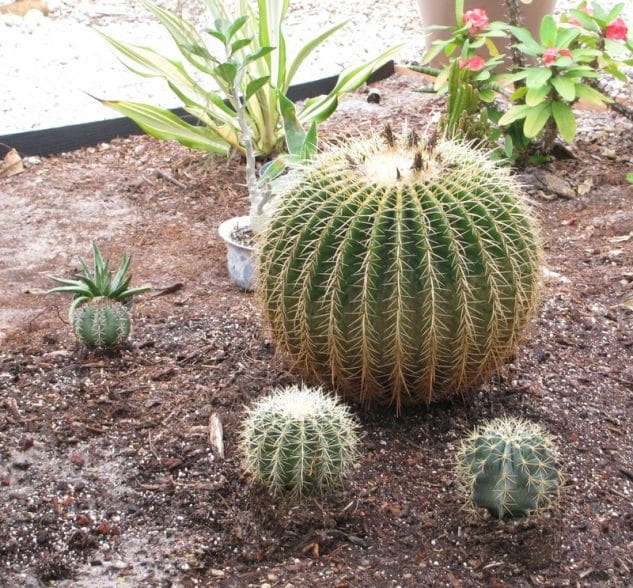 jardines-cactus-9