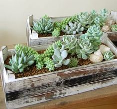 mini jardines de suculentas en cajas 5