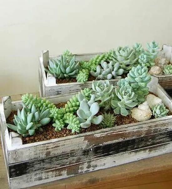 mini jardines de suculentas en cajas