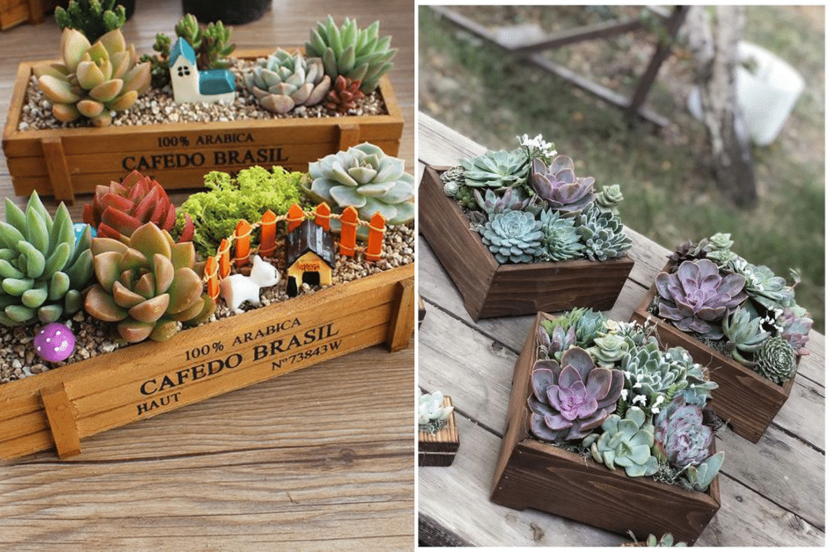 mini jardines de suculentas en cajas
