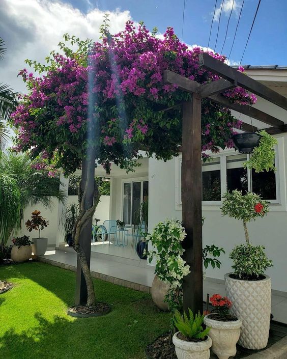 plantas para pergolas 6