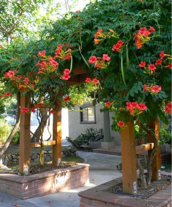 plantas para pergolas